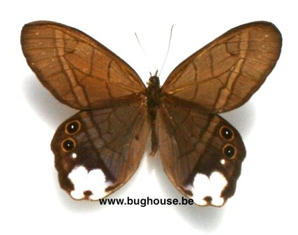 Pierella astyoche lucia (Peru)