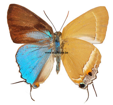 Tajuria Cyrillus (Sulawesi)