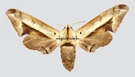 Pseudoclanis Rhadamistus (Kamerun)