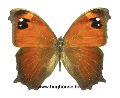 Melanitis leda (Madagascar) WET SEASON FORM