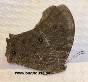 Melanitis leda (Madagascar) WET SEASON FORM