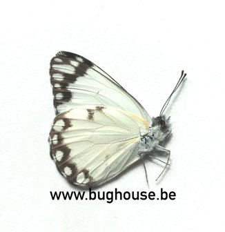 Belenois Creona prorsus (Madagascar)