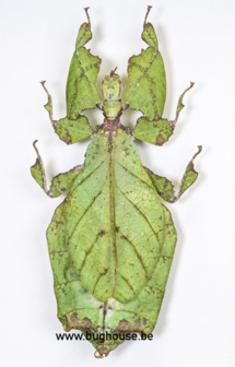Phyllium Giganteum FEMALE (Malaysia)