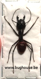 Camponotus Gigas (Malaysia) **SPREAD**