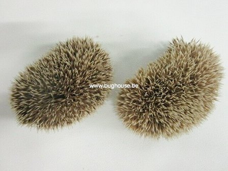 African pygmy hedgehog skin &quot;Atelerix albiventris&quot;