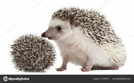African pygmy hedgehog skin &quot;Atelerix albiventris&quot;