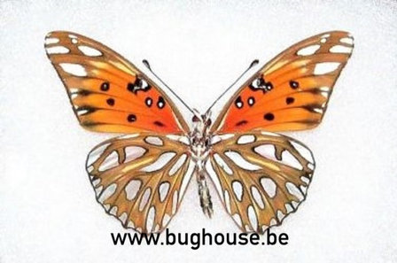 Agraulis vanillae (Peru) backside