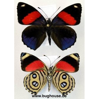 Callicore Hystaspes (Peru)