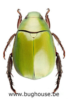 Anomala dimidiata (Thailand)