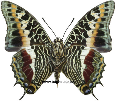 Charaxes castor (RCA)