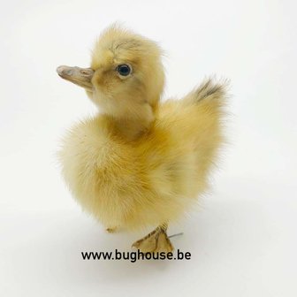 Taxidermy Duckling 