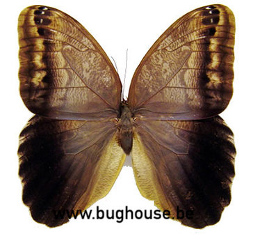 Caligo brasiliensis (Colombia) FEMALE 