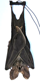 Rhinolophus Affnis (Java) **HANGING**