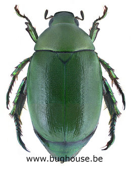 Anomala grandis (Thailand)