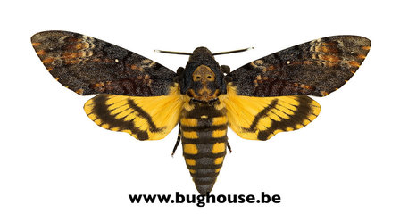 Acherontia Atropos (Death head moth) A-