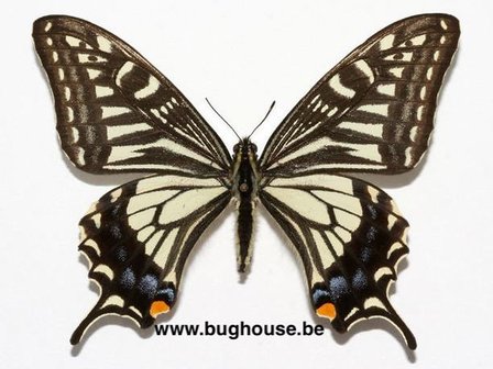Papilio xuthus xuthus (Korea)
