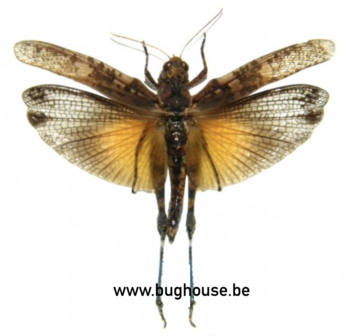 Orthoptera sp. (Java) ♂︎/♀︎ **Fl&uuml;gel ge&ouml;ffnet** ORANGE