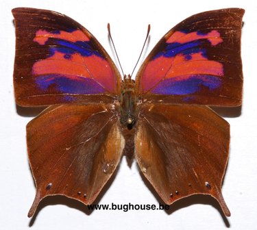 Anaea nessus (Peru)