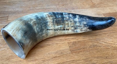 Domestic Ox horn
