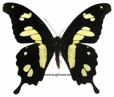 Papilio Hesperus (RCA)