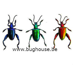 Sagra longicollis - Pack of 3 (Thailand)