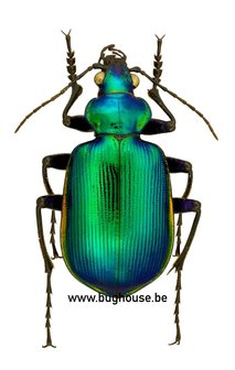 Calosoma Aurocinctum (Mexico)