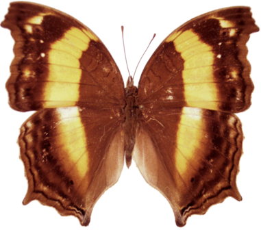 Yoma Sabina Nimbus (Sulawesi)  ♂︎