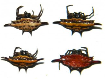 Gasteracantha spider (Java) ♂︎**Mix colors**