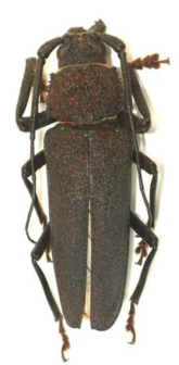 Glyphosoma Cariosum (Madagascar) ♂︎