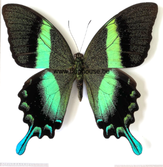 Papilio Blumei (Sulawesi) ♂︎/♀︎