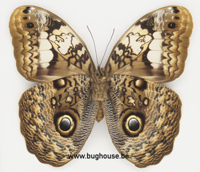 Caligo martia (Brazil) BUGHOUSE