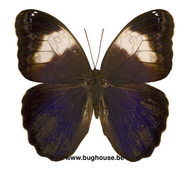 Caligo martia (Brazil)