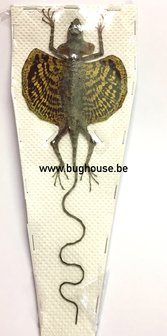 Flying Lizard - Draco Volans Volans (Indonesia) SPREAD YELLOW FORM