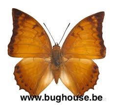 Charaxes distanti distanti (Malaysia)