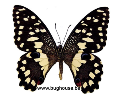 Papilio demoleus libanius (Philippines)