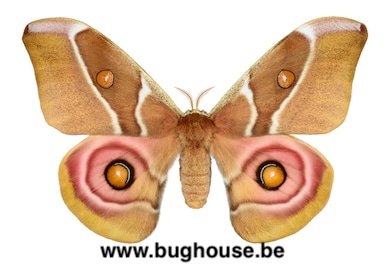 Antherea suraka (Madagascar)