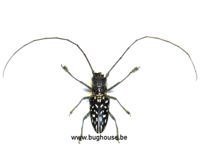 Stellognata maculata (Madagascar)