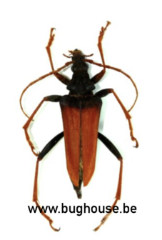 Mastododera Nodicollis (Madagascar) ♂︎/♀︎