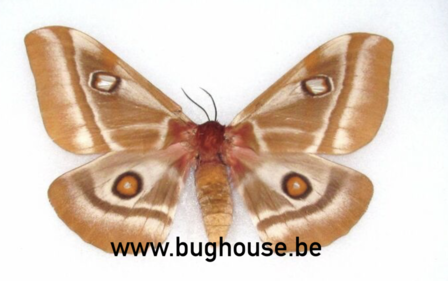 Bunea Aslauga (Madagascar)