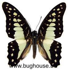 Graphium doson gyndes (Philippines) 