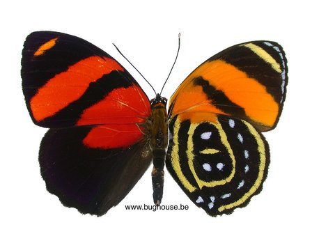 Callicore cynosura (Peru)