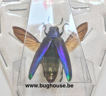 Chrysochroa Fulminanus - Blue (Java) SPREAD