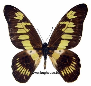 Graphium latreillianus theorini