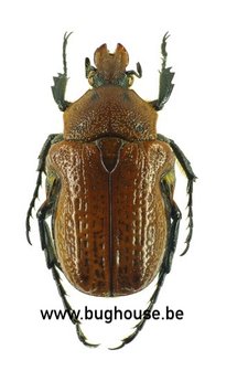 Anochilia bifida (Madagascar)