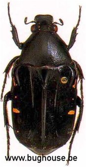 Euchroea Desmaresti (Madagascar)