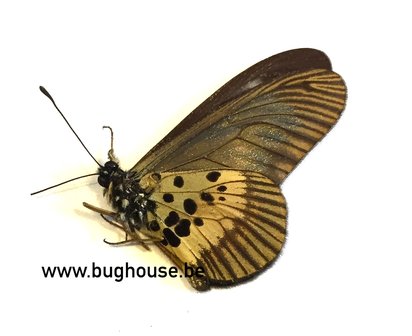 Acraea Ntebia (RCA) A-