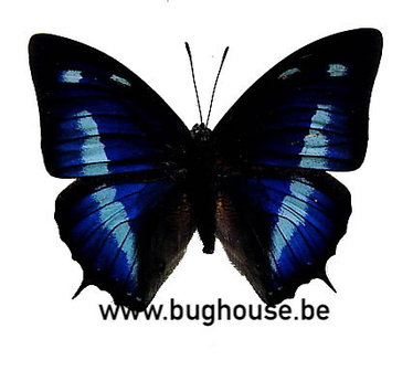 Anaea cyanea (Peru)