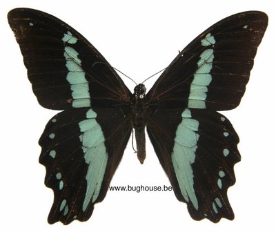 Papilio nireus (RCA)