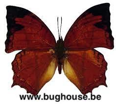 Charaxes pleione (RCA)