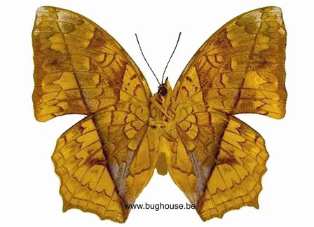 Charaxes pleione (RCA) UNDERSIDE